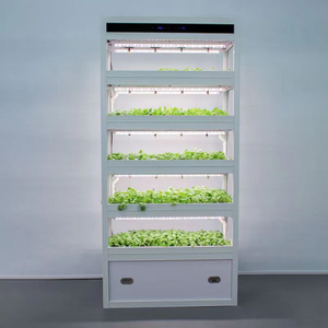 Armoire de culture de plantes hydroponiques standard Auma avec une capacité de 80 plantes pour un usage domestique