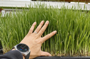 Plantation d'herbe en conteneur de 20 'ou 40' avec système hydroponique pour l'agriculture en intérieur