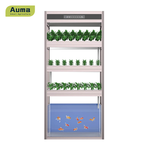 Le modèle aquaponique Auma AM3 est un bon moyen d'accéder à des légumes et du poisson biologiques et frais